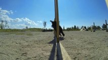Fixer une GoPro sur un chien qui fait de l'agility