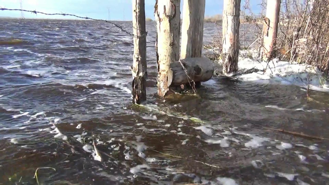 Inondations en Brière    Cigognes - Hiver 2014