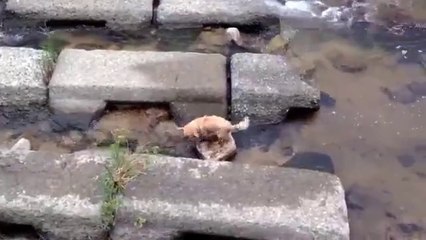Kendi Kendine Topla Oynayan Sevimli Köpek