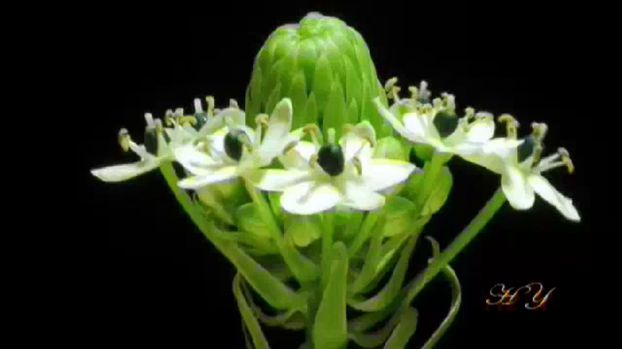 Çiçeklerin Dansı