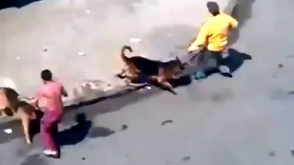 Köpeğin Sahibine Taş Atarlarsa!!