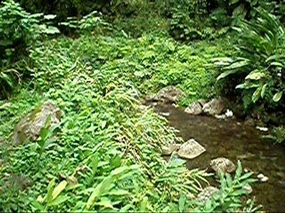 la foret tropicale humide MARTINIQUE