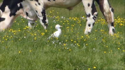 Héron garde-boeufs, l'opportuniste