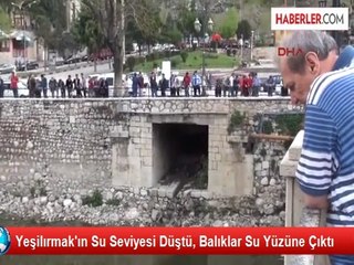 Yeşilırmak'ın Su Seviyesi Düştü, Balıklar Su Yüzüne Çıktı