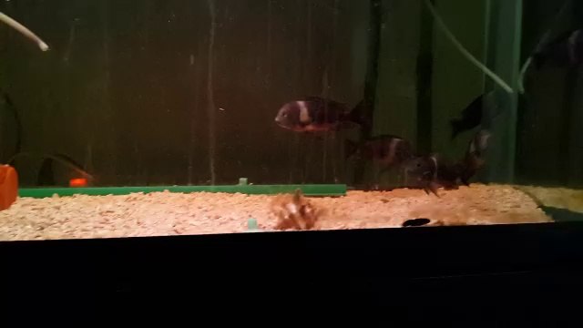 tropheus duboisi maswa