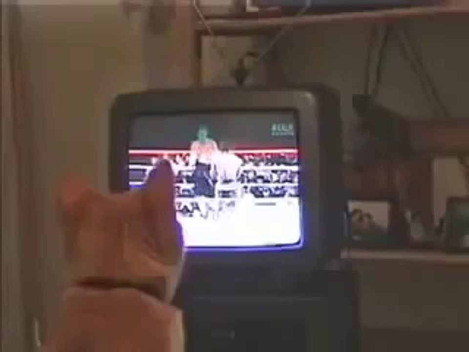 Funny Cat While Watching Boxing