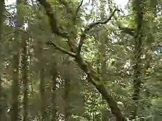 Boards of canada - sunshine recorder