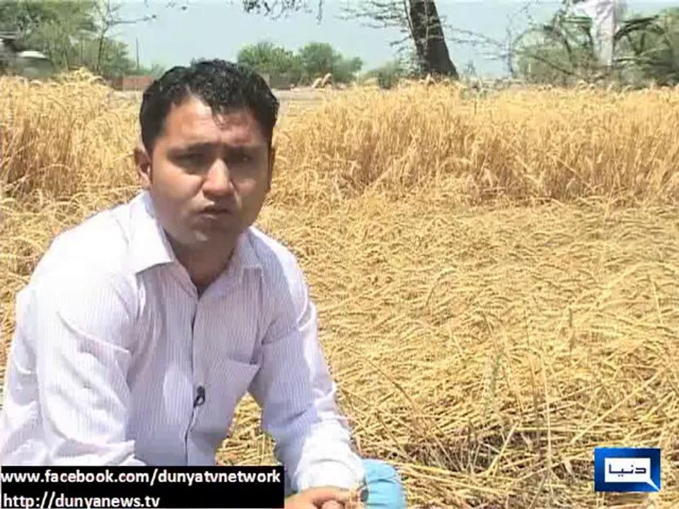 Dunya News- Farmers invoke divine forgiveness as heavy rains harm wheat crop