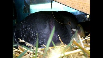 les pigeons chez Catherine