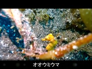 ダイビング　大瀬崎