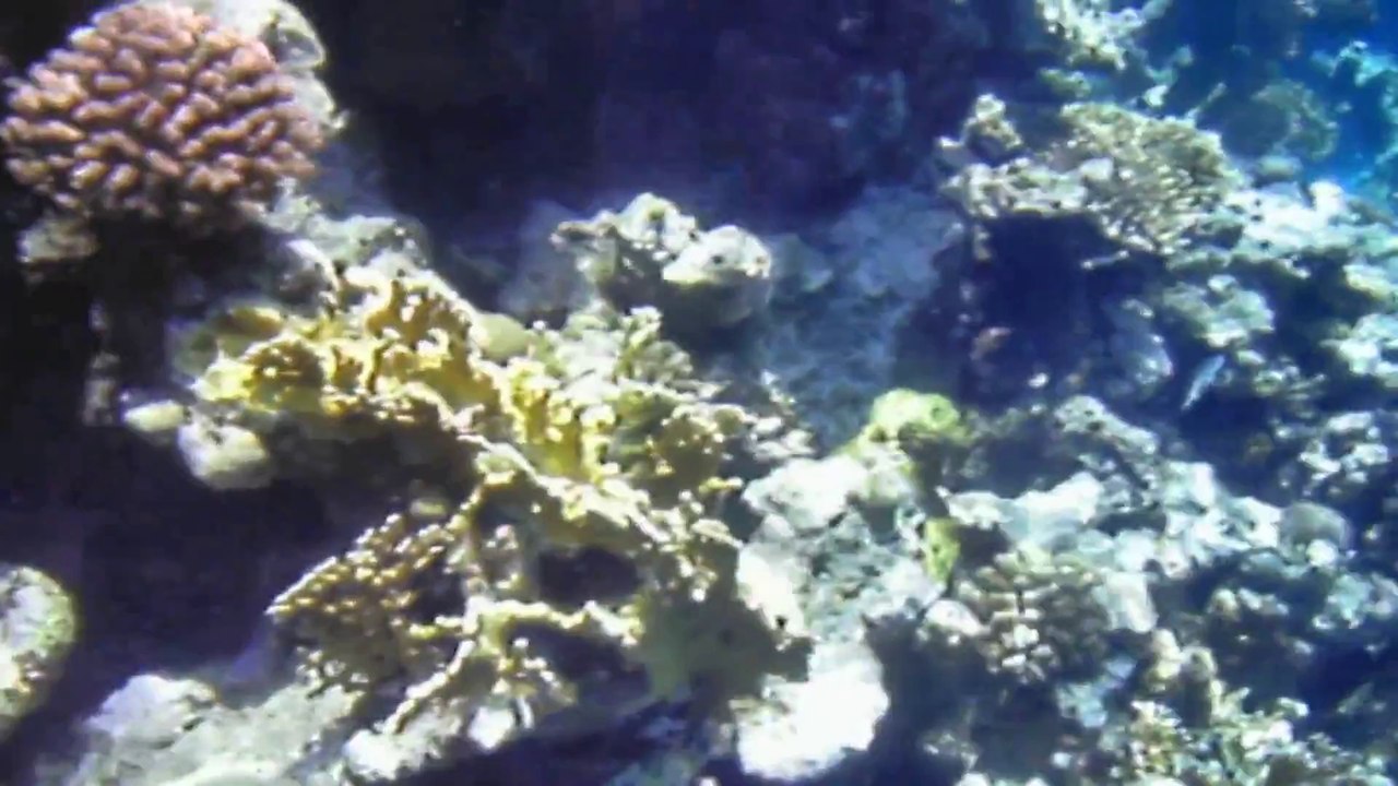 Far Garden Reef Unterwasser 2012 Egypt