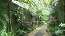 Ouverture des Serres Royales de Laeken en Belgique