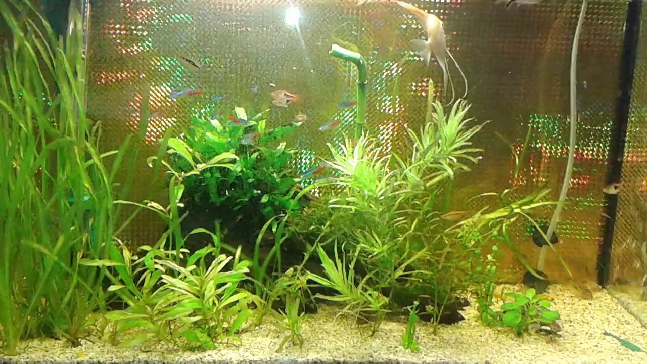 Bitkili tetra tankı Olcay UYGUN