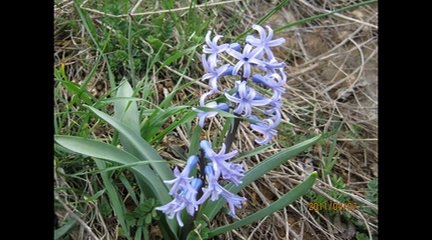 AĞLAYA AĞLAYA / Abdurrahman Önül