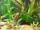 60L avec ramirezi femelle, néons et corydoras pigmaeus