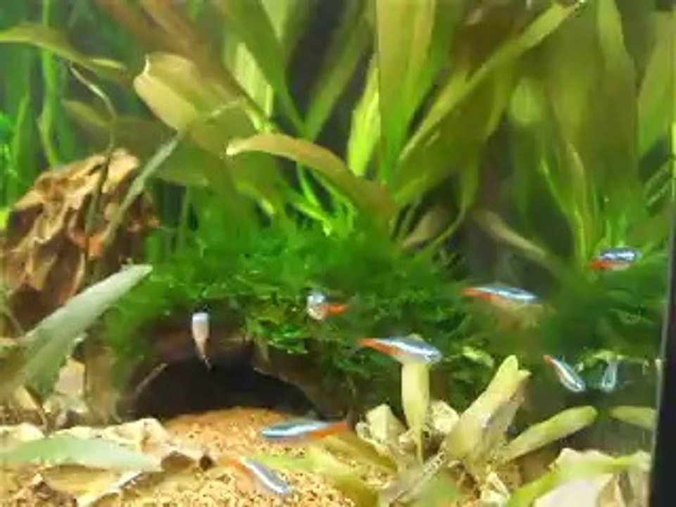 60L avec japonica, néons et corydoras pigmaeus