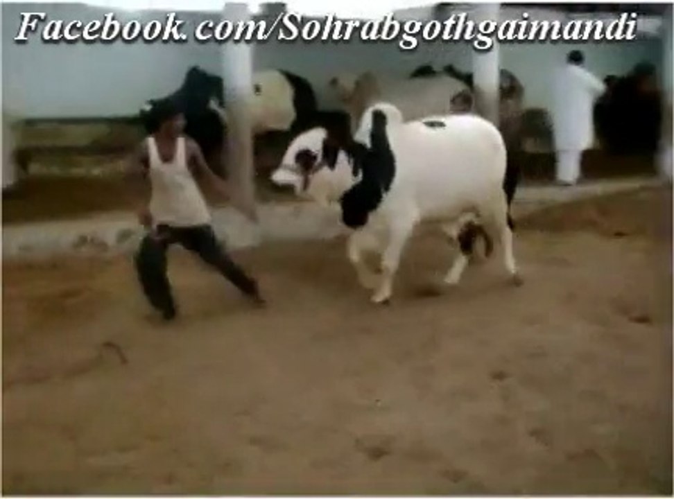 Jamal Cattle Farm Bachra