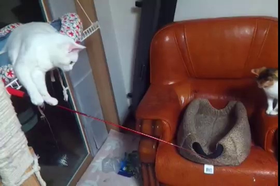 Un chat pêche un autre chat