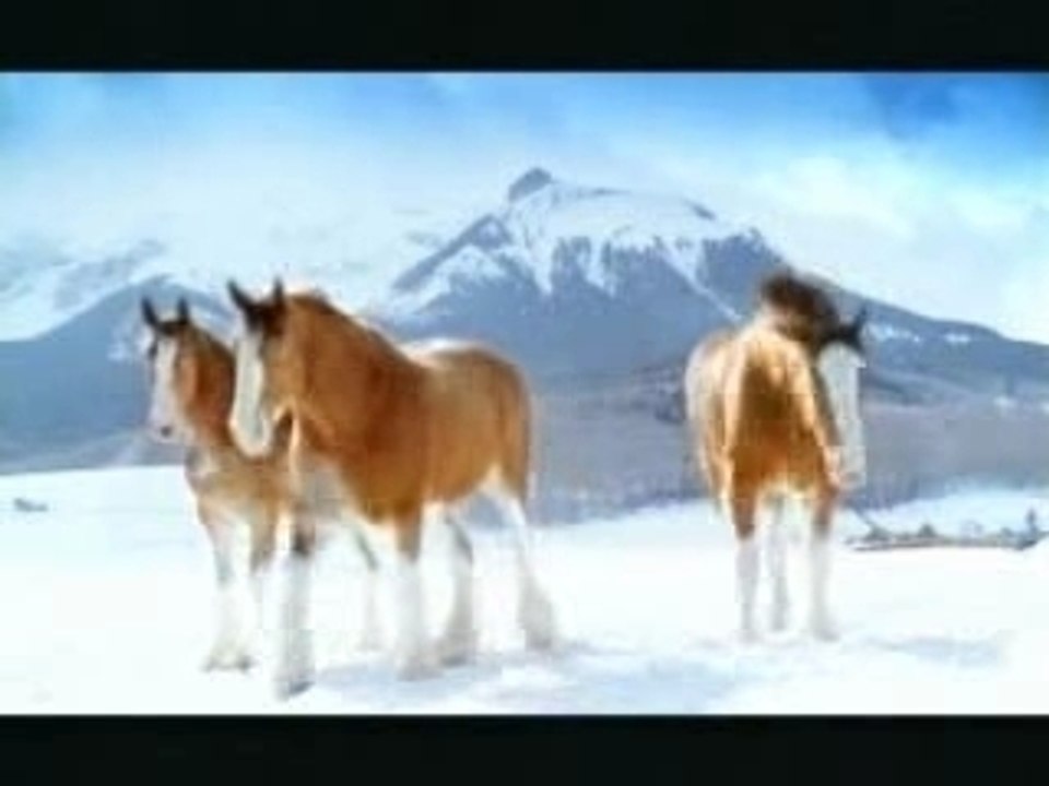 Chevaux dans la neige