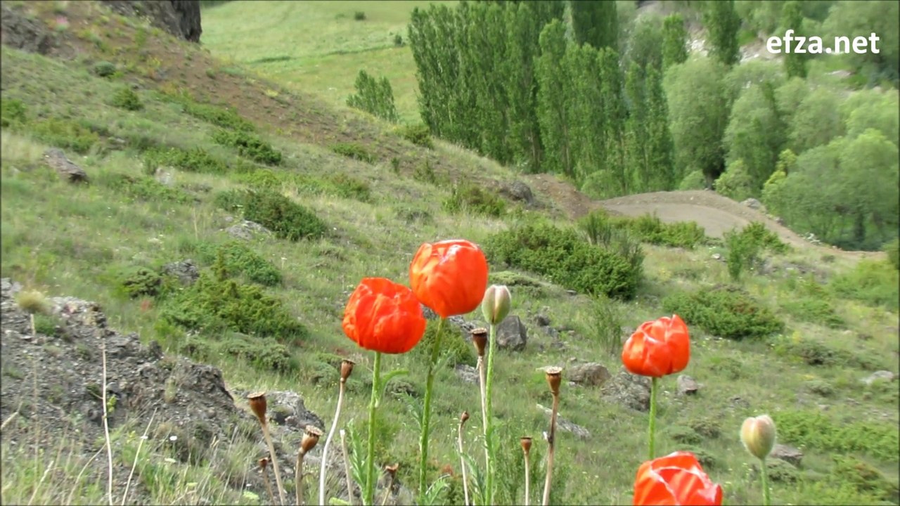 Oltu Tutmaç Köyü Sivri Deresi