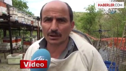 Tarım İlacı Yüzlerce Arıyı Telef Etti