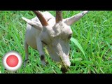 Beloved weed eating goats taken from Tokyo housing block