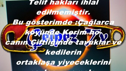 Kerim Hoca'nın Çiftliğinde Tavuklar ve Kediler:Çağlarca- Antalya