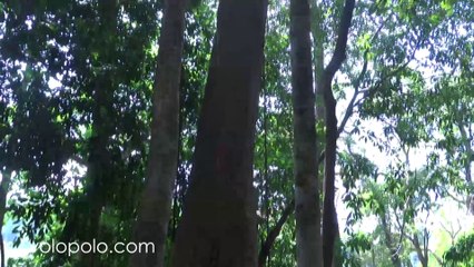 Khao Luang National Park, Amazing Tree