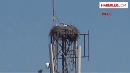 Baz İstasyonu, 2 Leyleğe Yuva Oldu