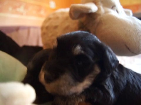 bébés schnauzers nains noir et argent