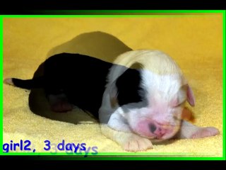 Puppies 3 days