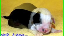 Puppies 3 days