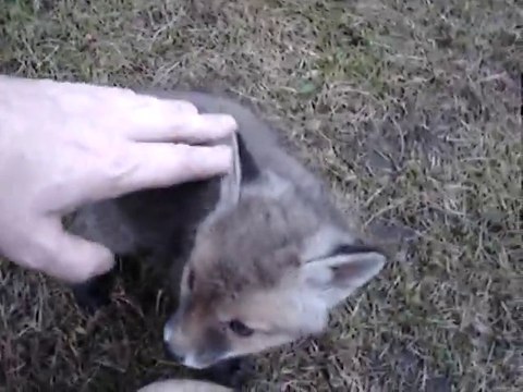 Un bébé renard coincé dans une boite de conserve! Adorable...