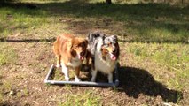 Dressage canin la ciotat,commandement à distance sur deux chiens