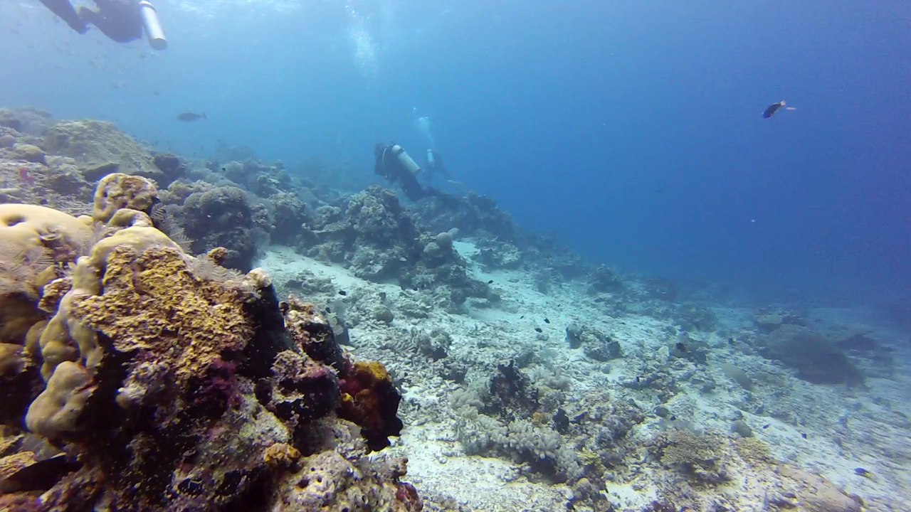 sipadan entre coral et bara N3