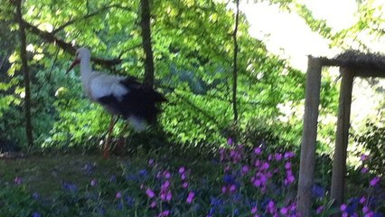 Le parc animalier du reynou