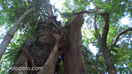 Trees in Khao Luang National Park