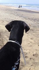 Rocky à la plage . Mr a croisé d'autres toutous voyez sa réaction.