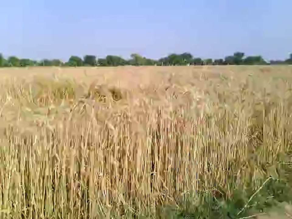 VID_20140419_161838.3gp