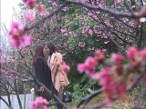 百合カップ瑤婷 - 桜の下でキス