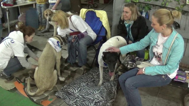 Вторая выставка-ярмарка приютских собак Домой!