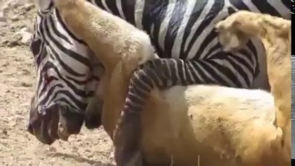 The lioness hunt Zebra, but..........!!