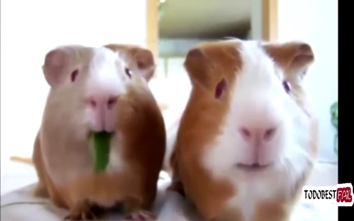 The Ultimate Epic Fail/Win Funny Compilation 2014 || Best Of New Fails/Wins/Pranks Bike Fail, Car Crashes