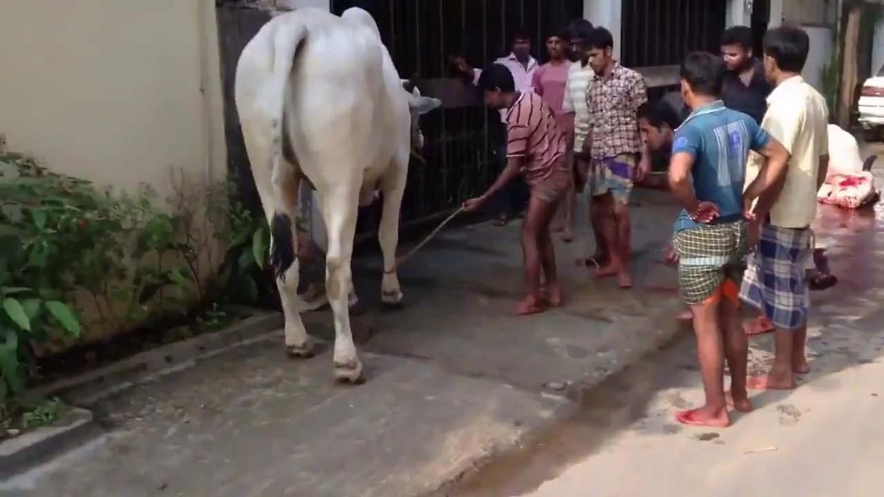 Funny Cow Kick