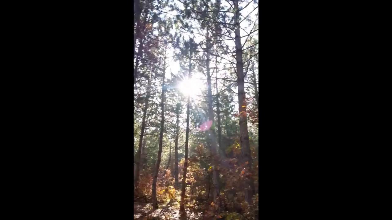 Güzel bir yaz günü