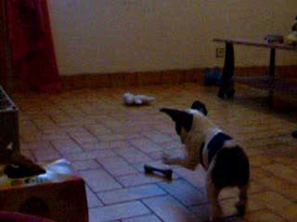 Tite puce qui joue a 2 mois