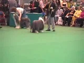 Offenbach Crufts 2001