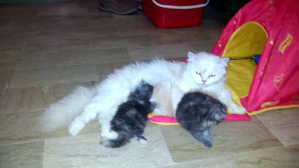 Zunair's kitten fighting 4 Feeding