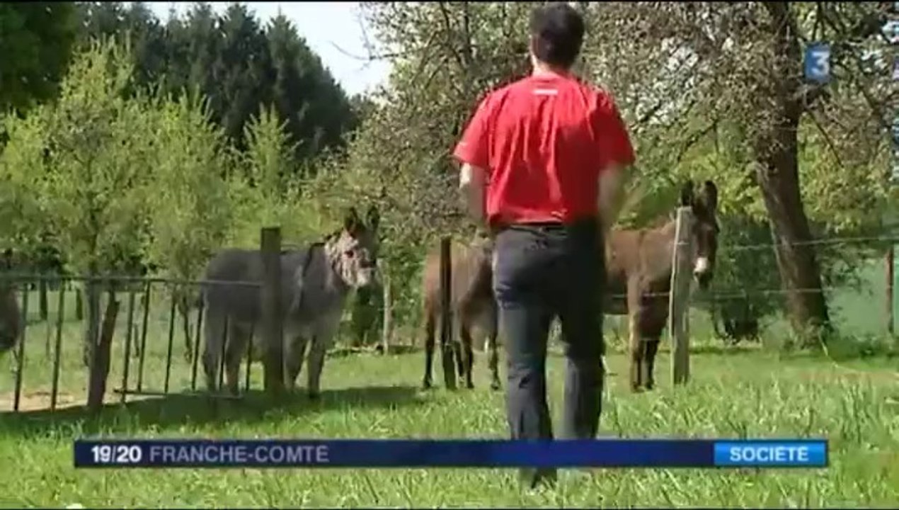 Privé de son permis, il va au travail avec un âne.
