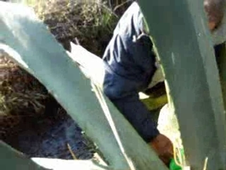 Pulque